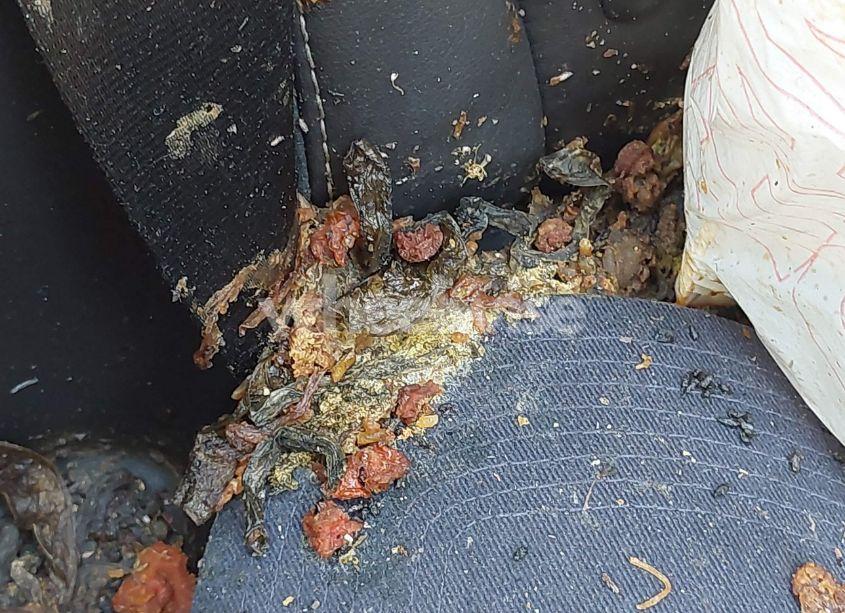 Photo 12 of 2013 Ford Focus ST (VIN 1FADP3L9XDL242927)