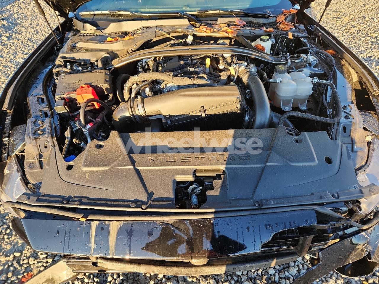 Photo 11 of 2024 FORD MUSTANG (VIN 1FAGP8UH1R5109114)