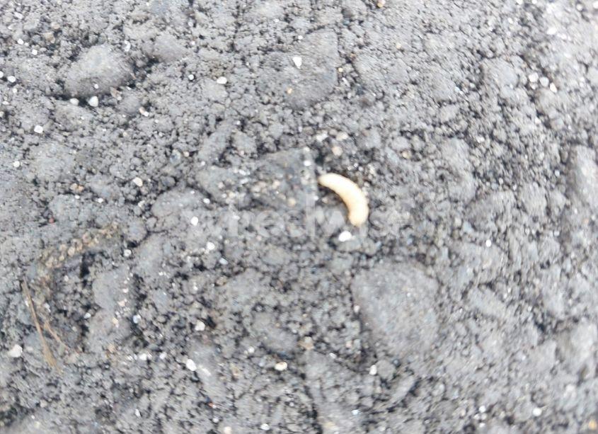 Photo 13 of 1998 Ford F-150 LARIAT/STANDARD/XL/XLT (VIN 1FTZX1762WNA68542)