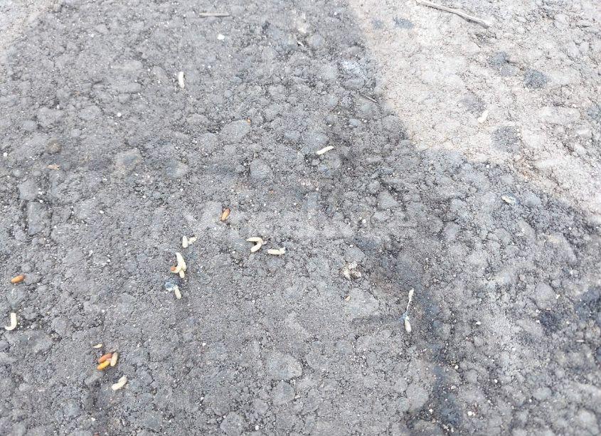 Photo 14 of 1998 Ford F-150 LARIAT/STANDARD/XL/XLT (VIN 1FTZX1762WNA68542)