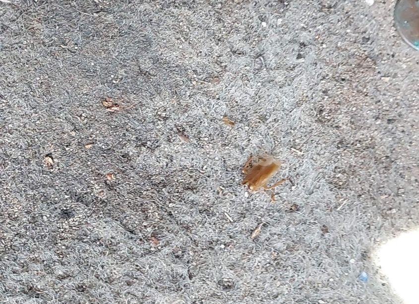 Photo 12 of 2013 Chevrolet Malibu 1FL (VIN 1G11A5SA3DF141564)