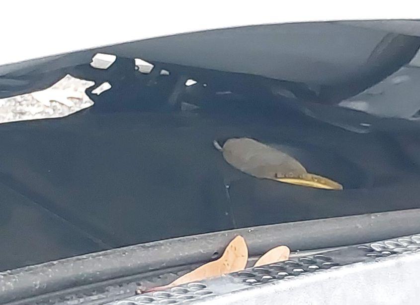 Photo 10 of 2015 Hyundai Elantra SE (VIN 5NPDH4AE7FH567667)