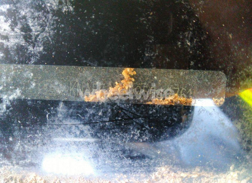 Photo 9 of 2009 Kia Spectra EX (VIN KNAFE222995640761)